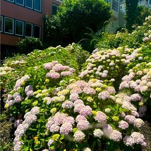 Zara Clothes, Lululemon..